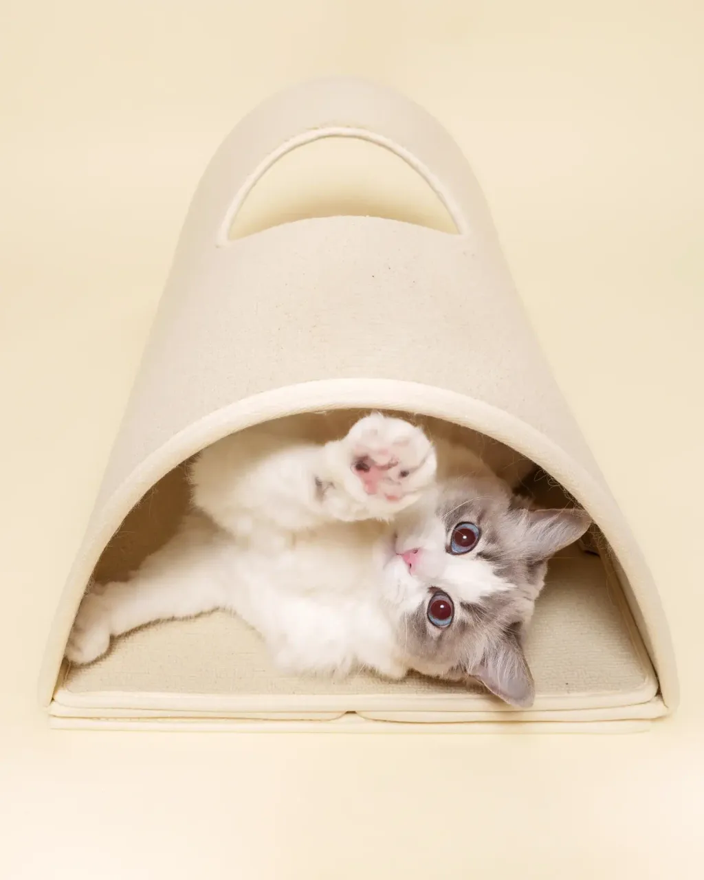 image_A337DD04-3A7D-4F79-ABEB-C2A02D1BE9A8_1771913415