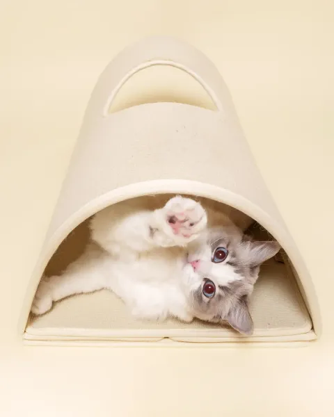 image_A337DD04-3A7D-4F79-ABEB-C2A02D1BE9A8_1771913415