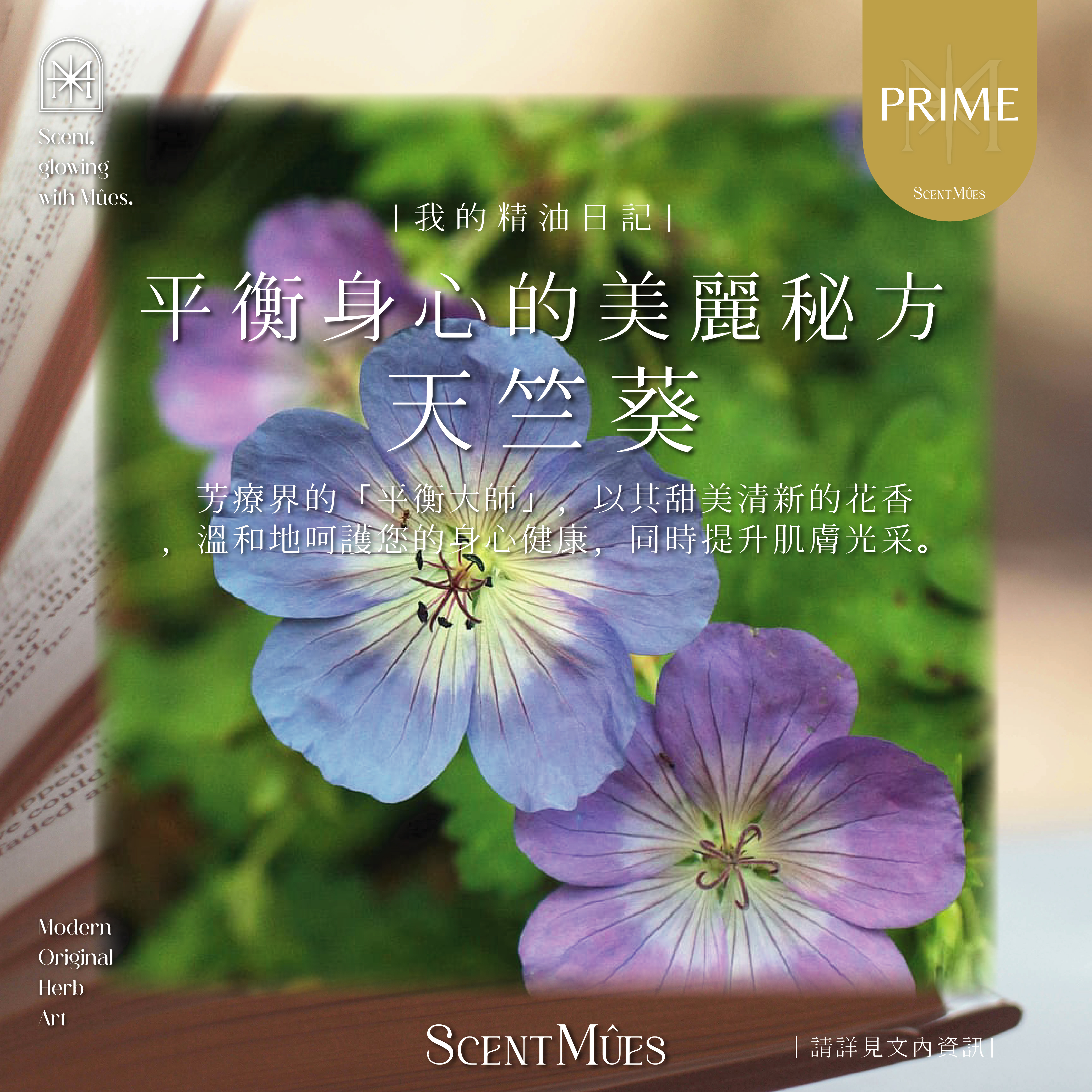 我的精油日記_天竺葵-1000X1000-01