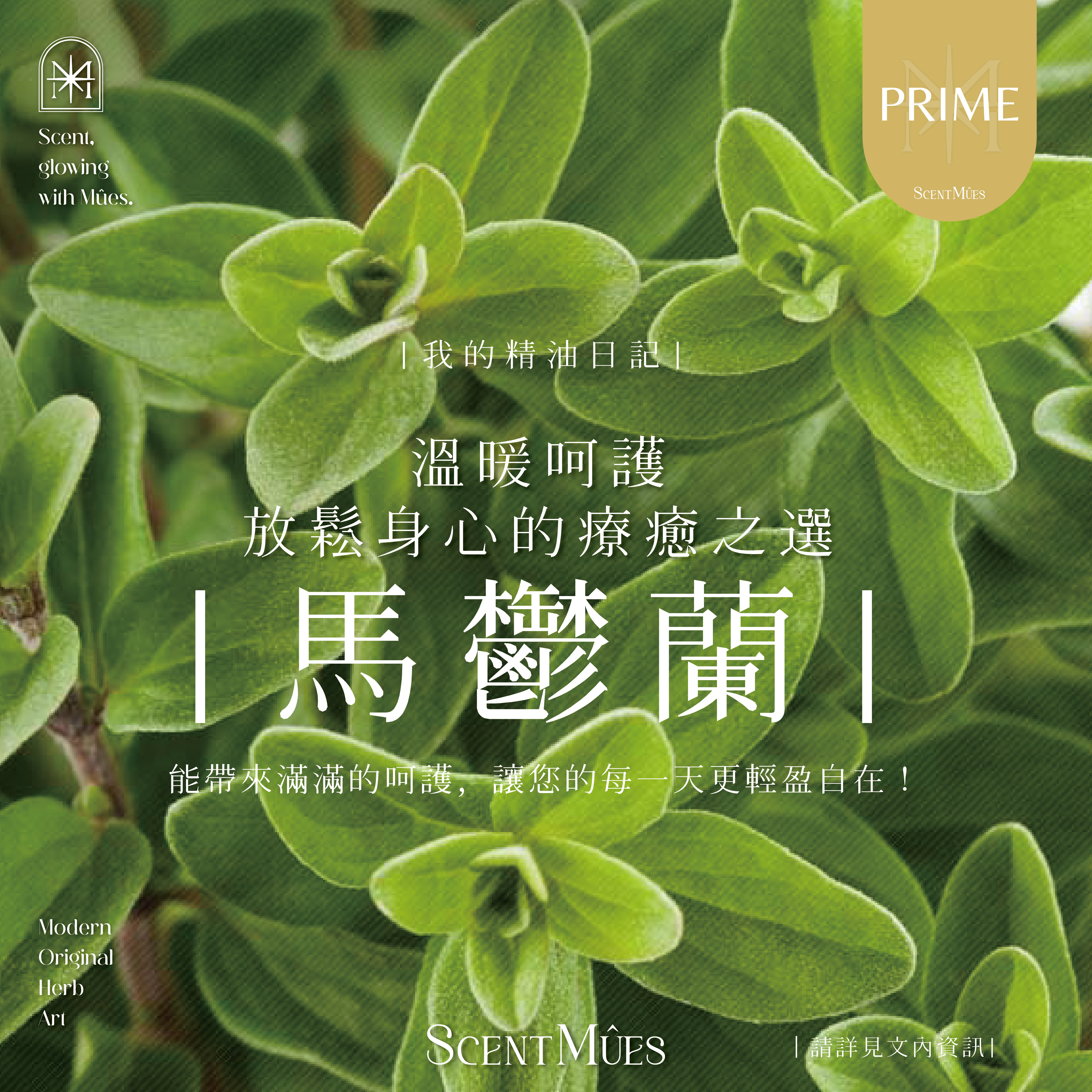 我的精油日記_馬鬱蘭-1000X1000-01