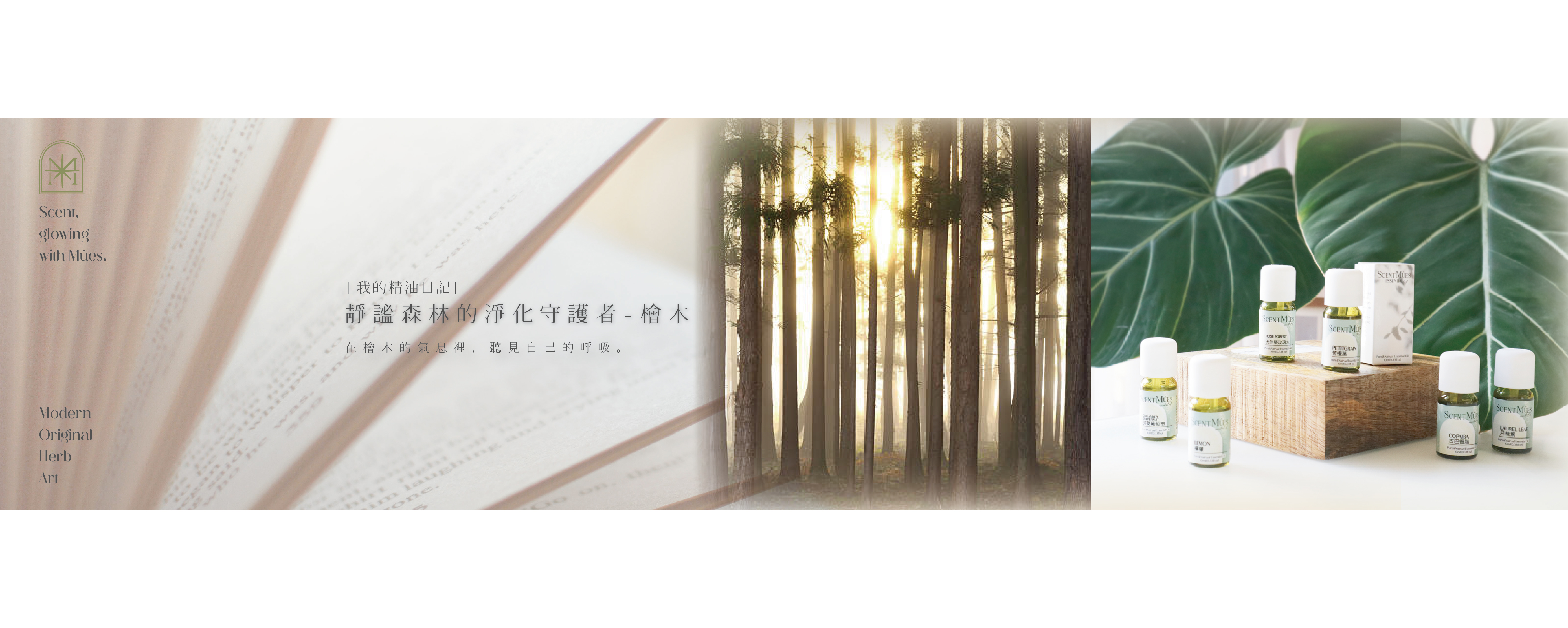 靜謐森林的淨化守護者-檜木精油