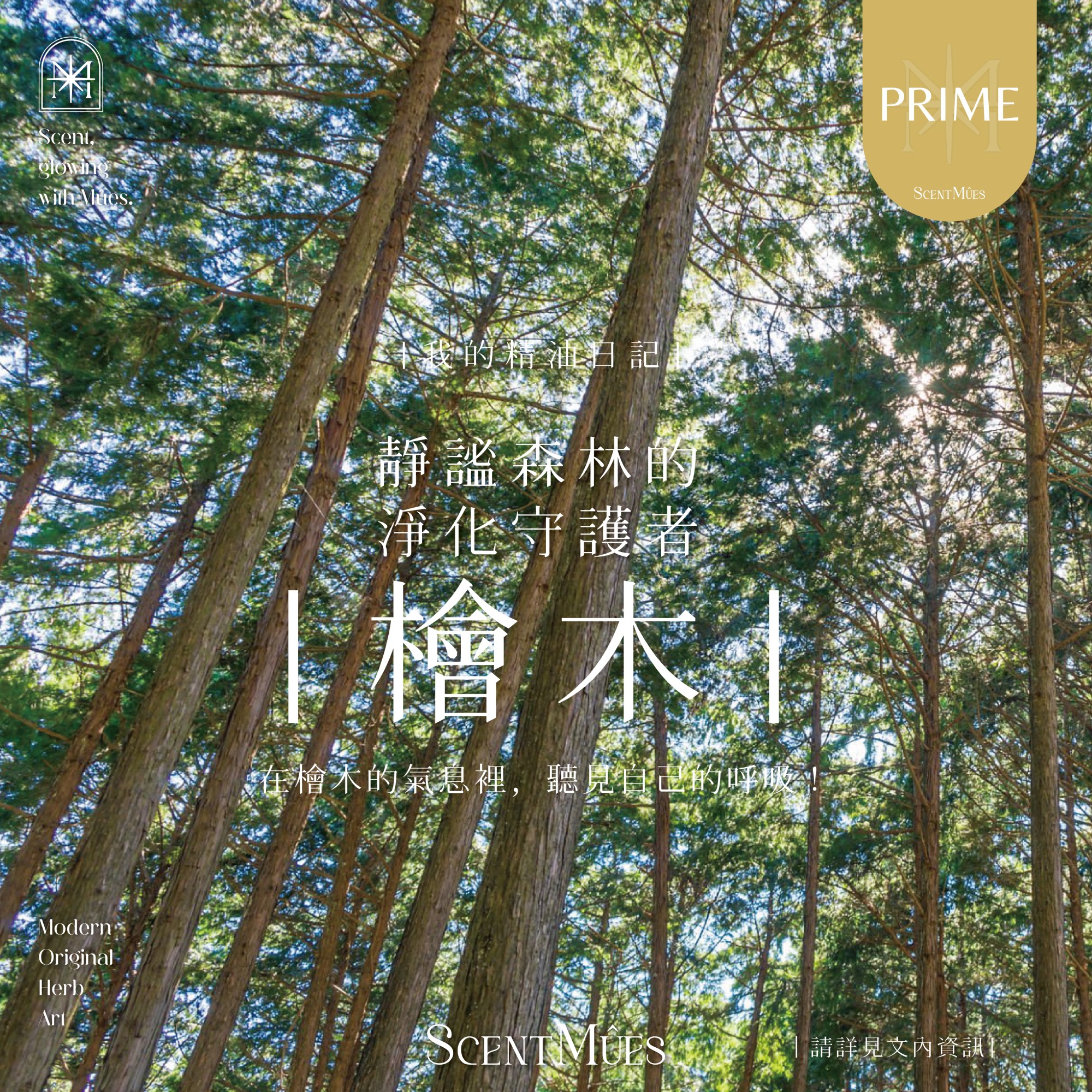 我的精油日記_檜木-1000X1000-01