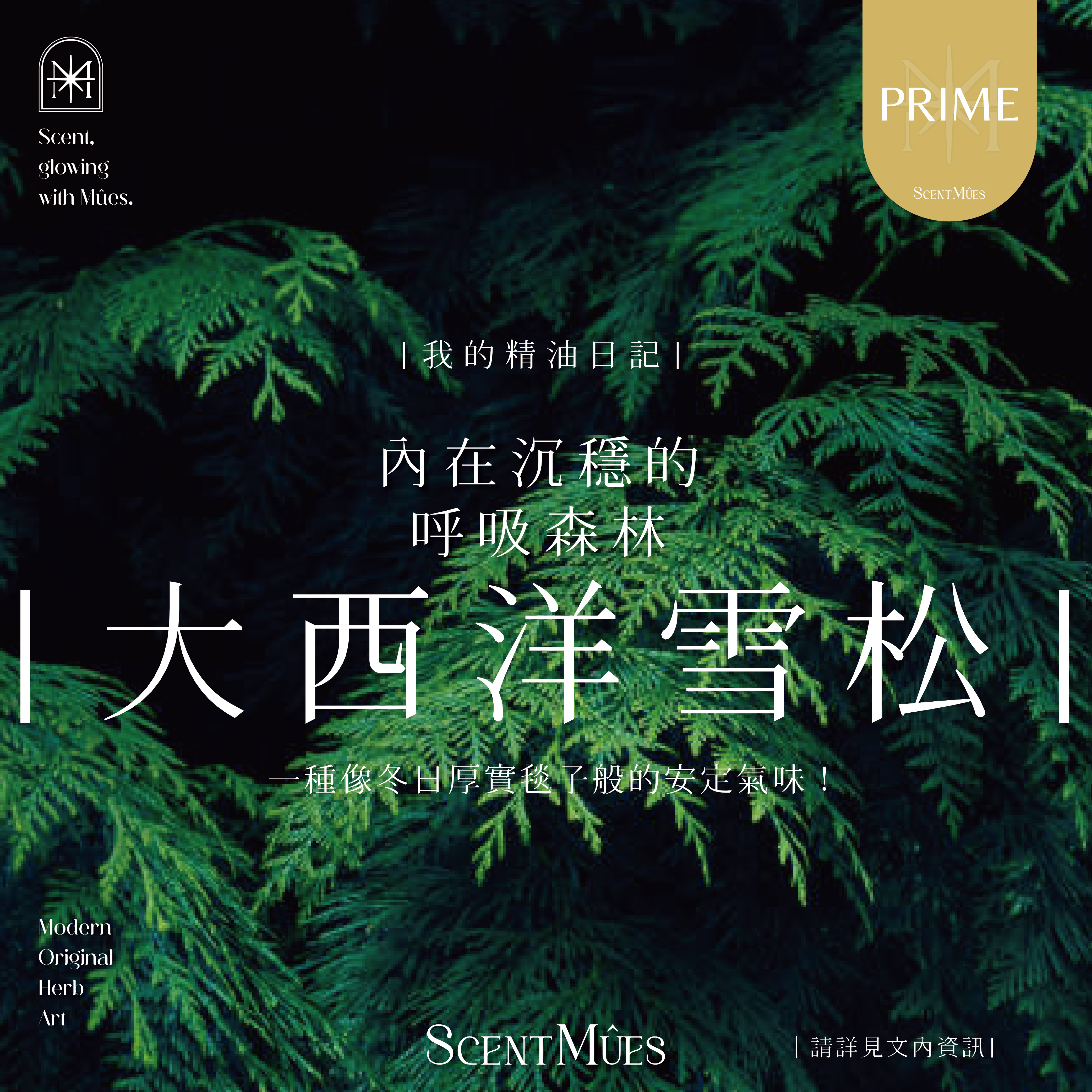 我的精油日記_大西洋雪松-1000X1000-01