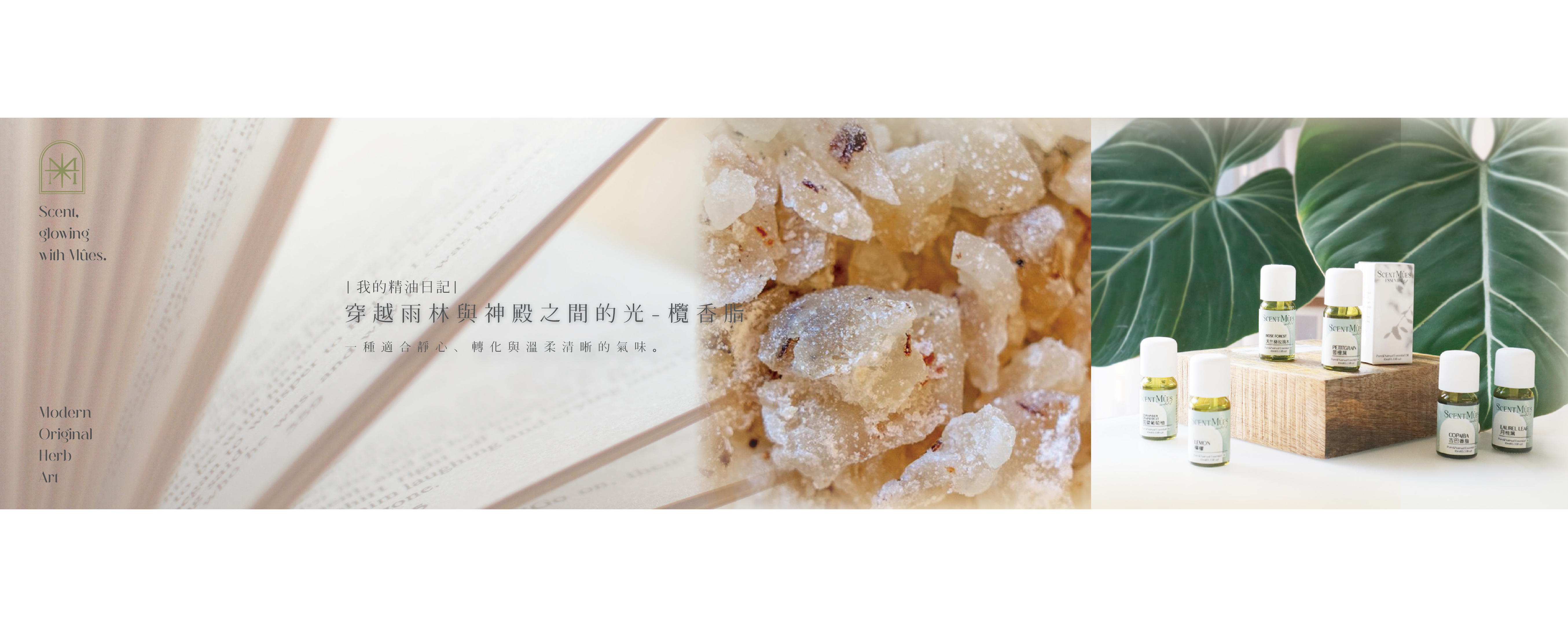 穿越雨林與神殿之間的光-欖香脂精油