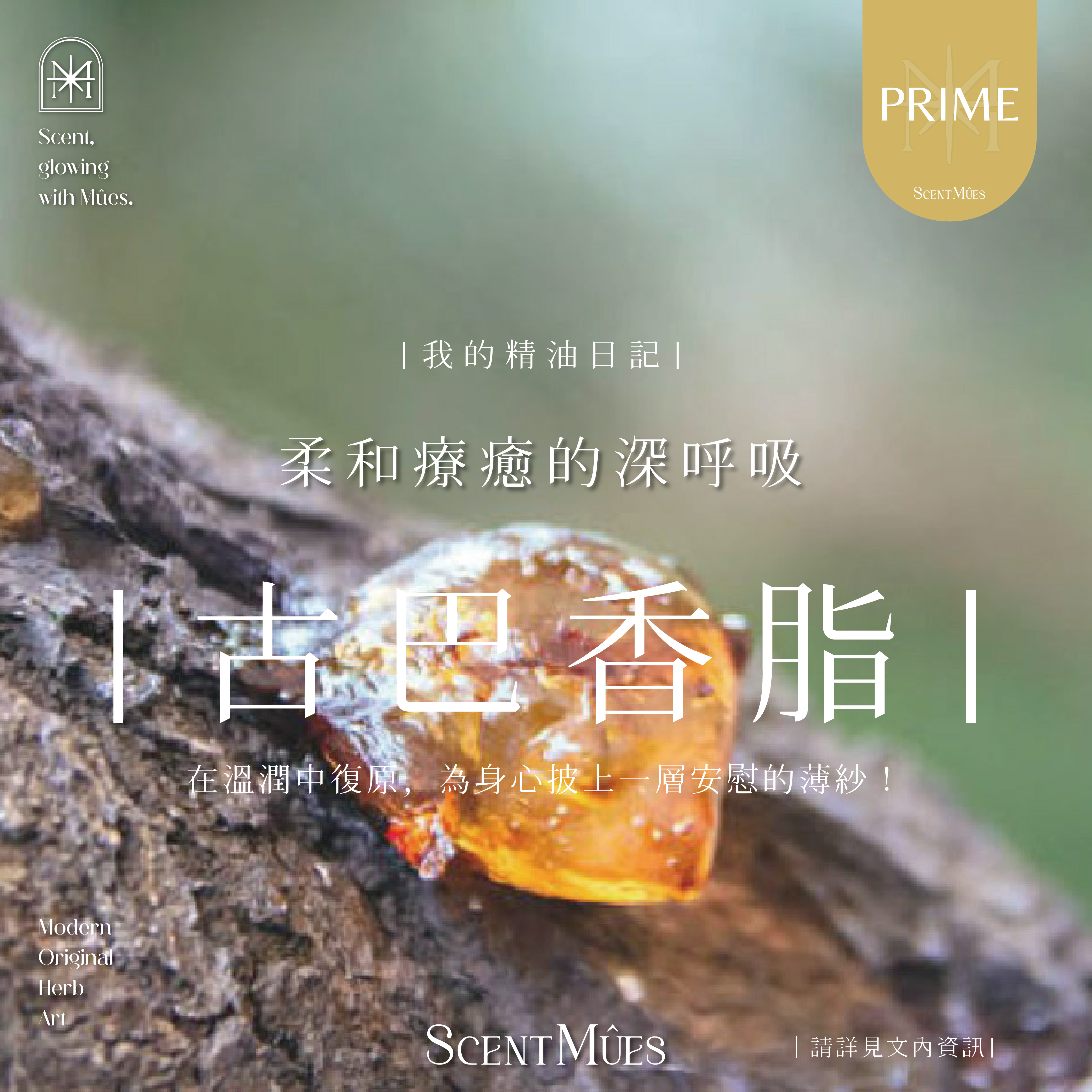 我的精油日記_古巴香脂-1000X1000-01