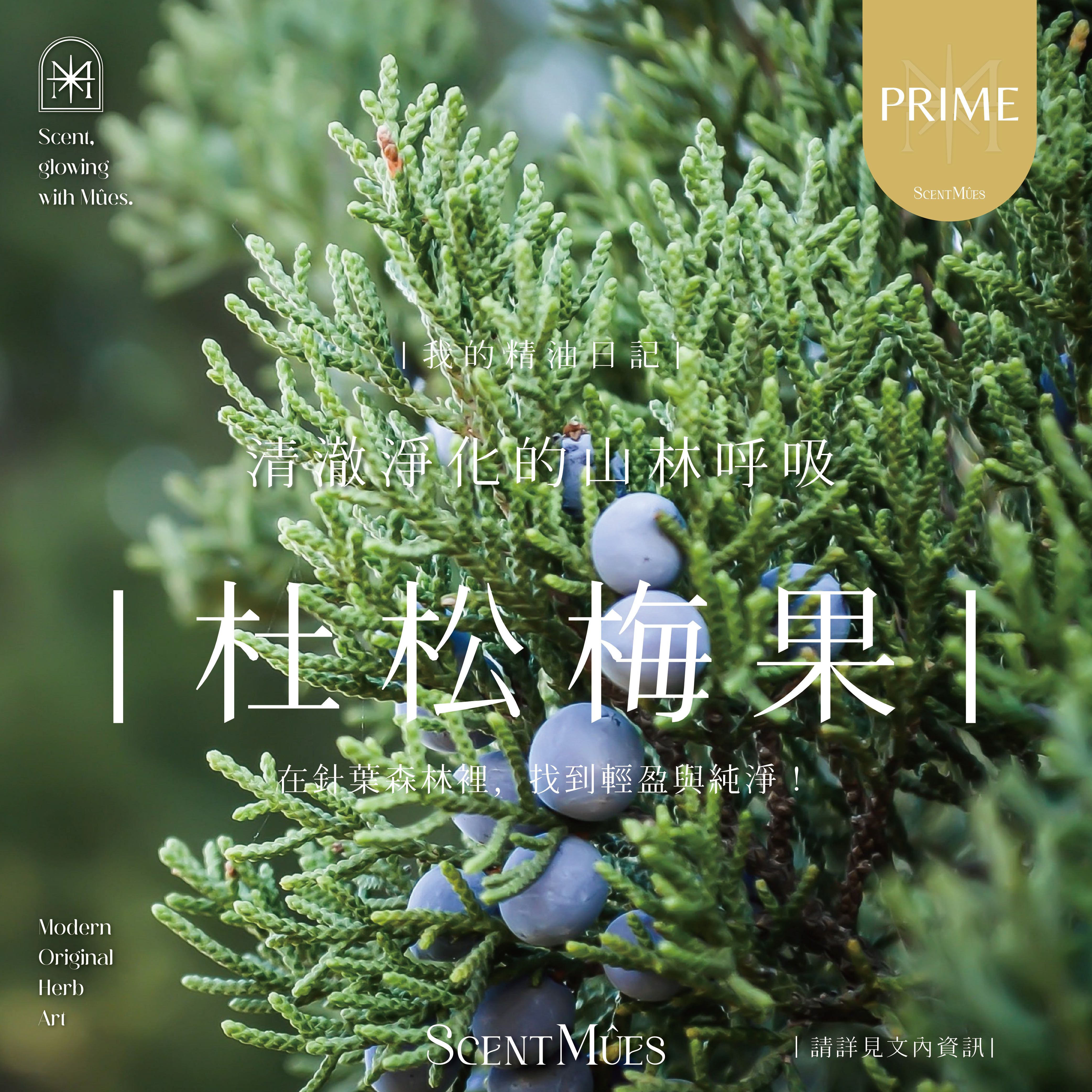 我的精油日記_杜松梅果-1000X1000-01