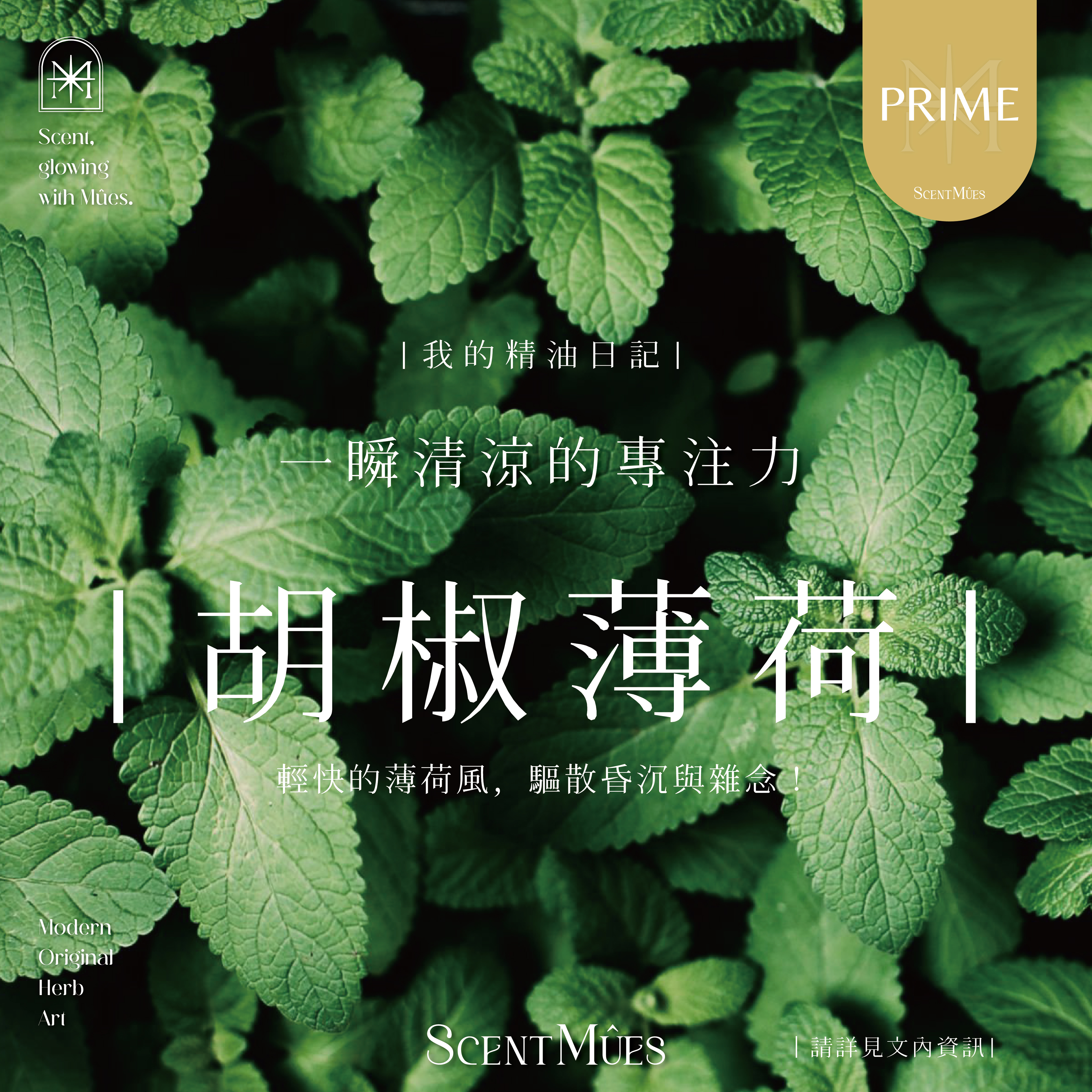 我的精油日記_胡椒薄荷-1000X1000-01