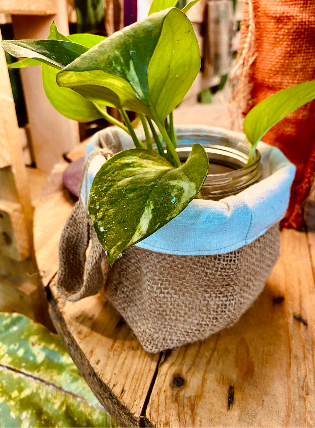 截圖 2026-02-03 下午3.36.03