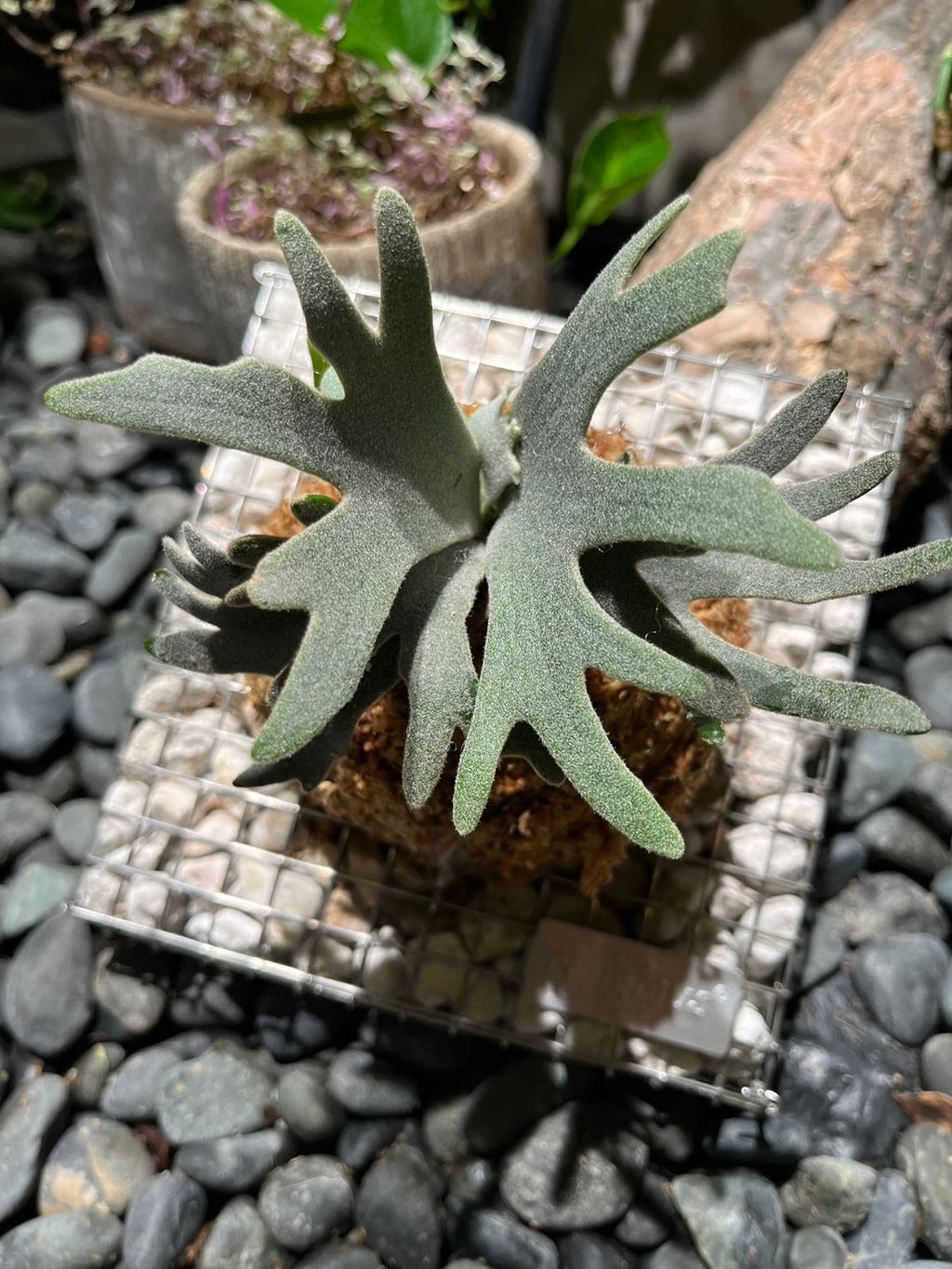 P. willinckii 'Bacteria' sporeling 侏儒细菌爪哇鹿角蕨– Vita P. willinckii 'Bacteria' sporeling 侏儒细菌爪哇鹿角蕨– Vita