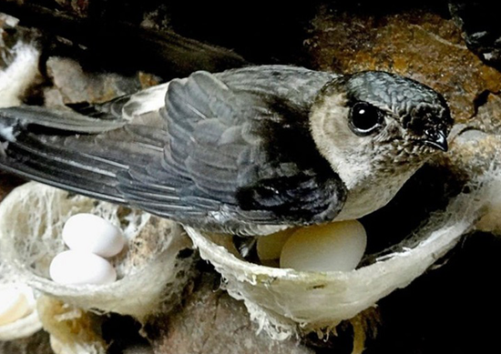 BURUNG WALIT | Sarangku