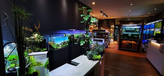 | Aqua Legend Concept Shop ( ALCS )