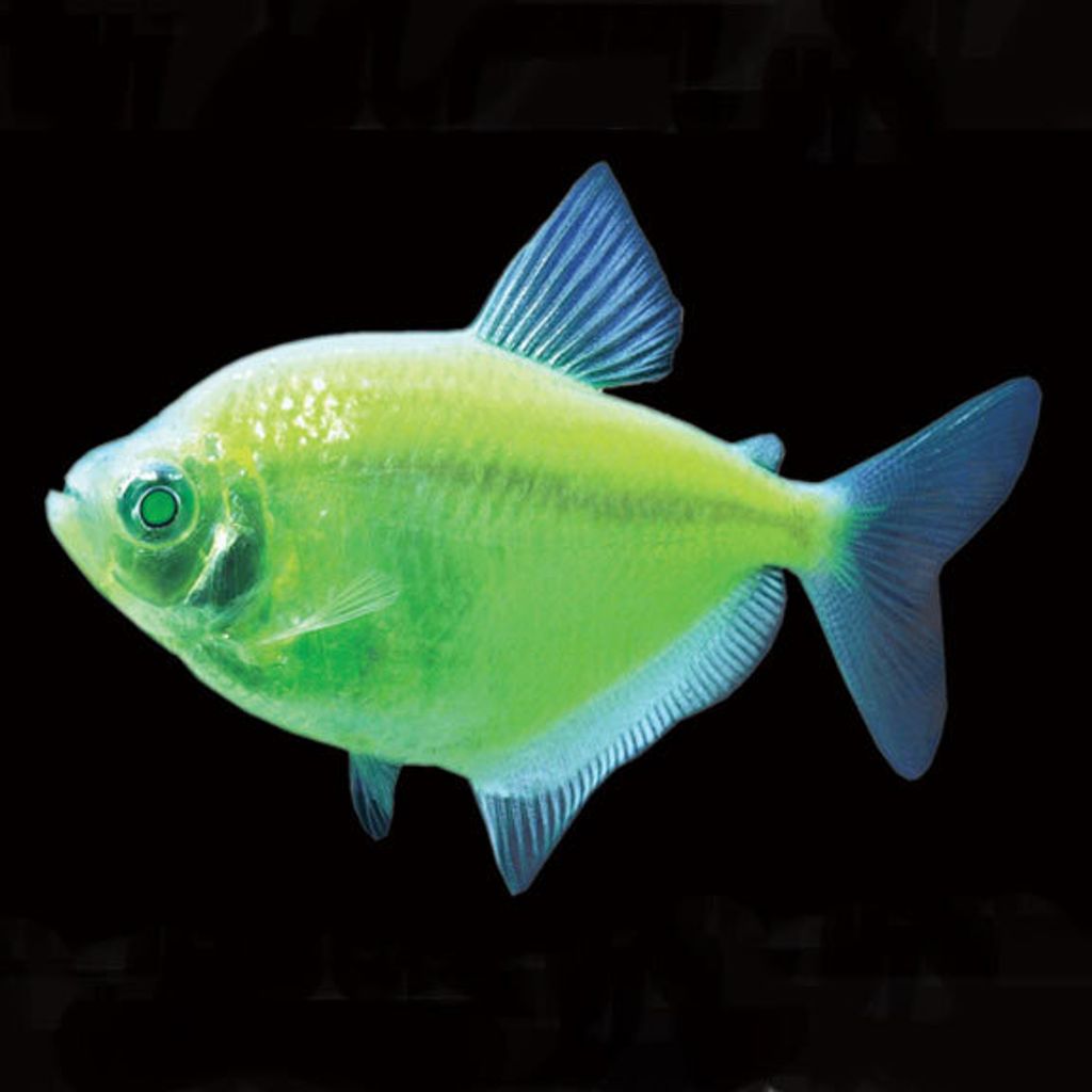 glofish_electric_green_tetra