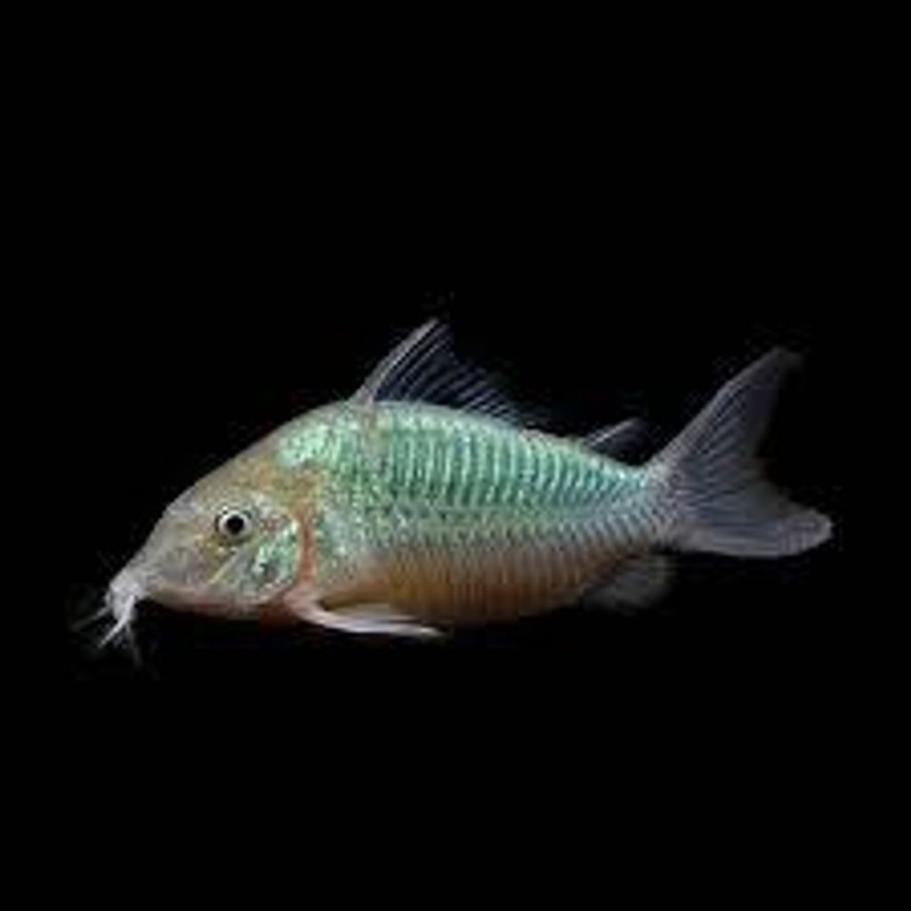 Emerald Grenn Cory