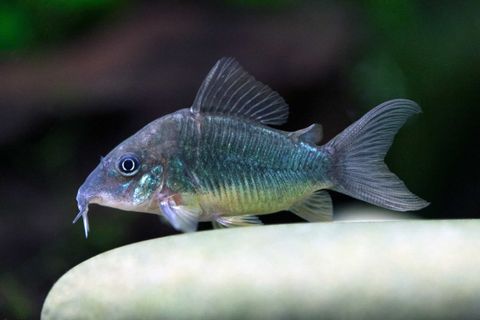 Emerald-Cory-Catfish