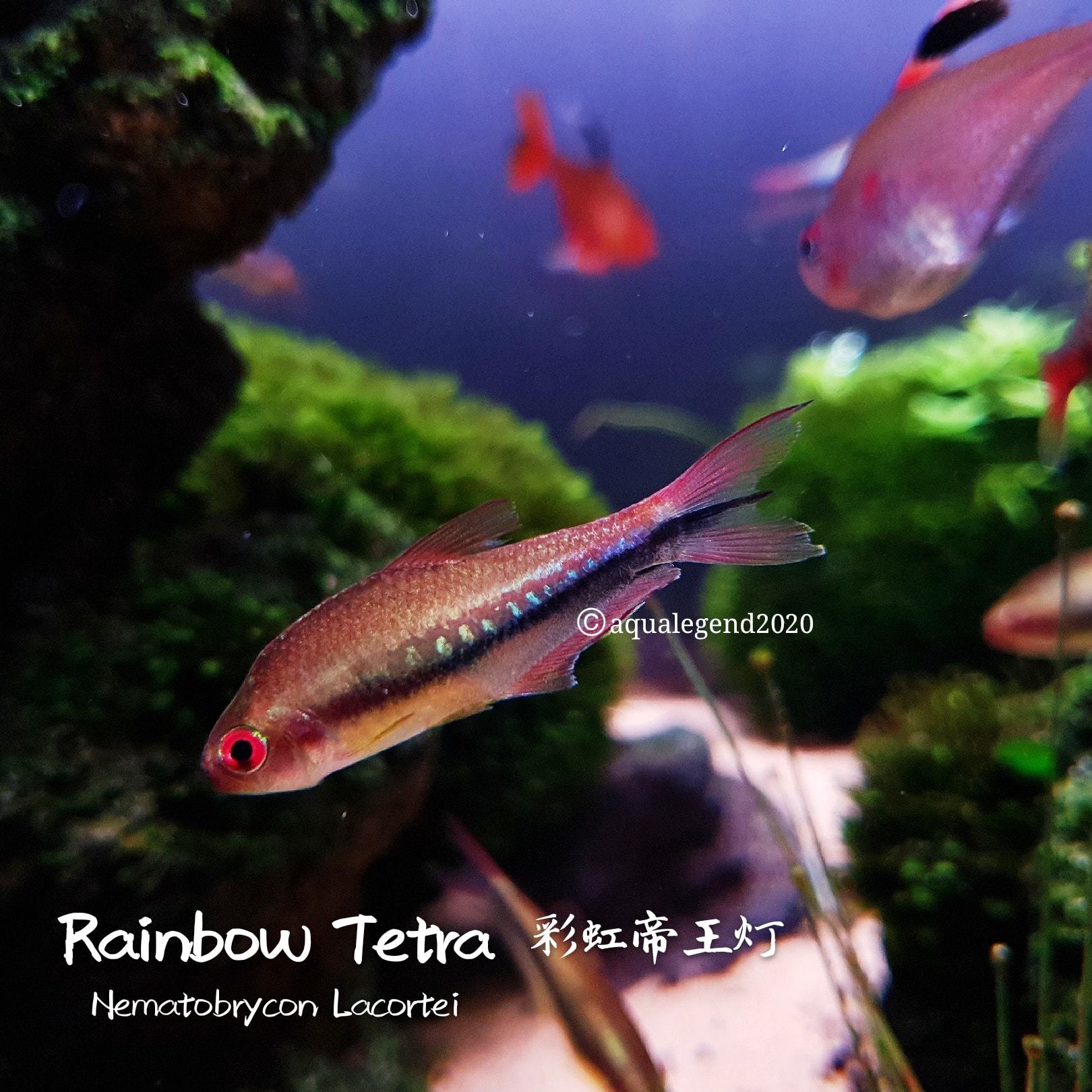 rainbow tetra