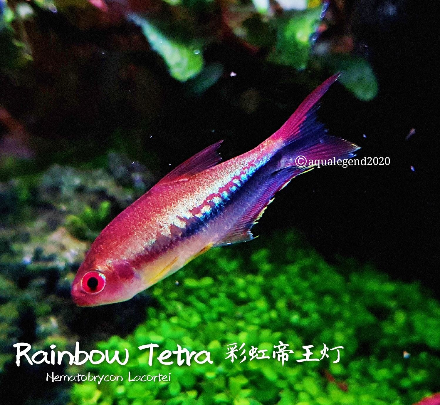 rainbow tetra