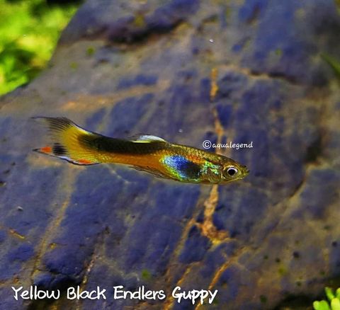 WhatsApp Image 2018-05-26 at 4.44.26 PM.jpeg