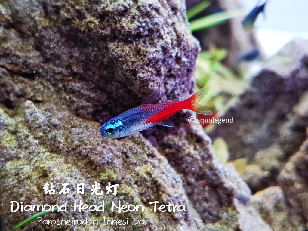 Diamond Neon Tetra Planted Aquarium Stock Photo by  ©nagatsuki.hikaru@gmail.com 264061974