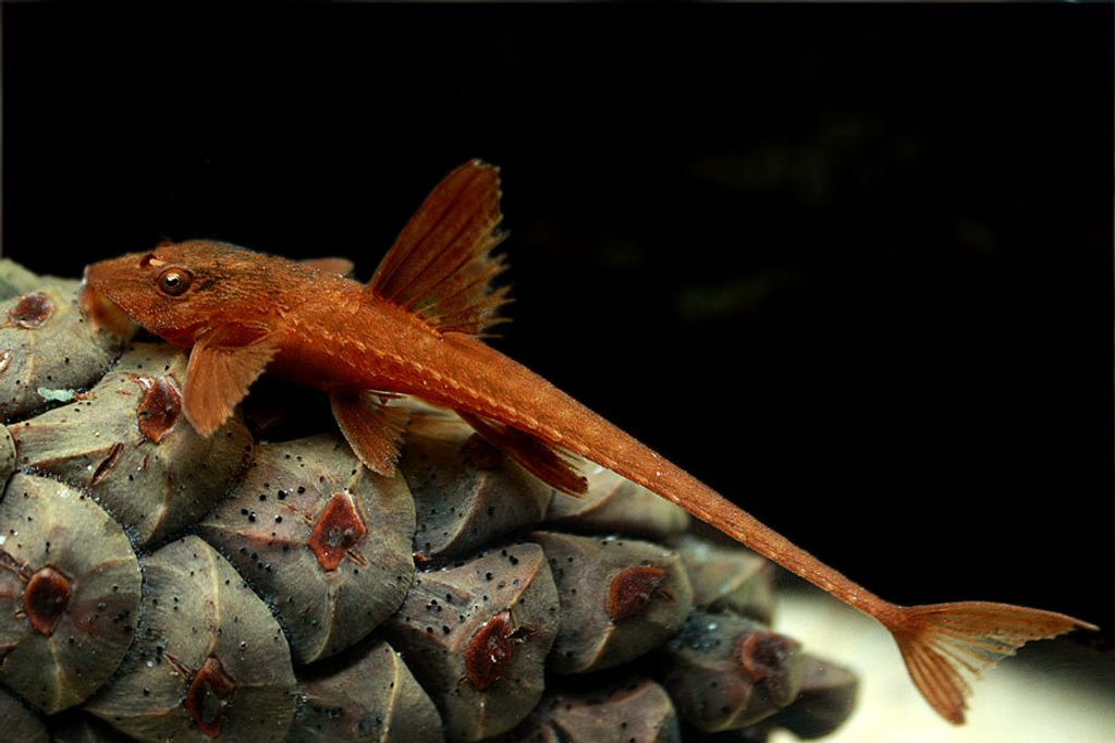 loricaria-red-rineloricaria-red-lizard-catfish-l010a-ryba-akwariowa-06.jpg