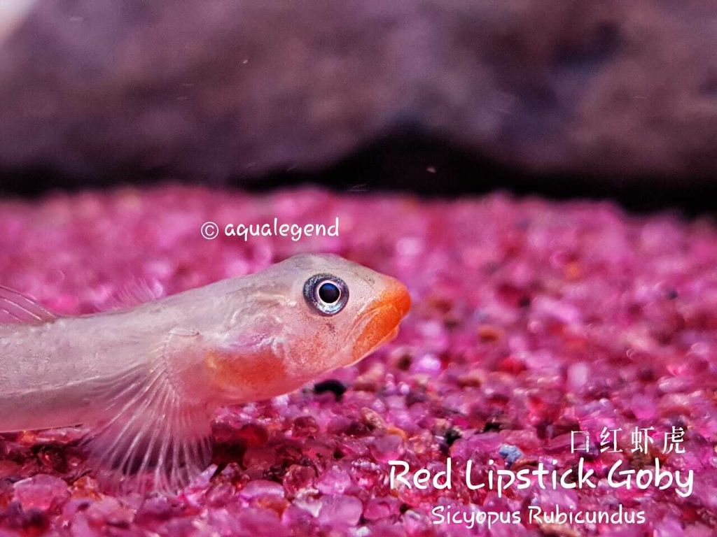 Red Lipstick Goby 口红虾虎 Aqua Legend Concept Shop ( ALCS )
