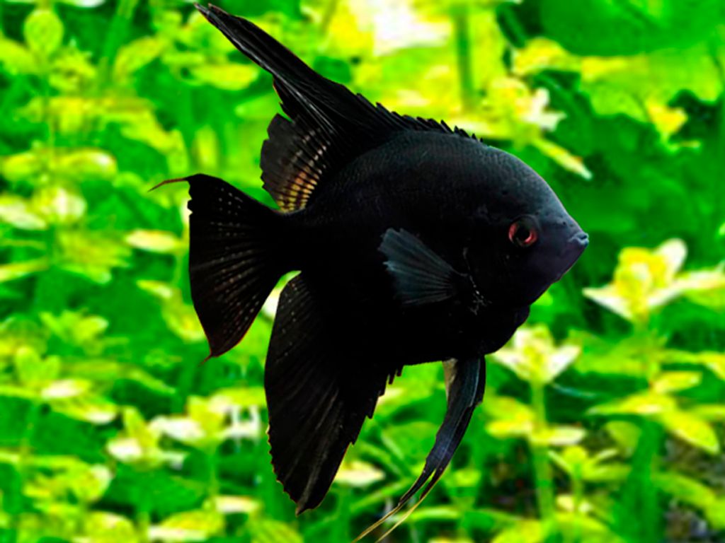 Black-Angelfish.jpg