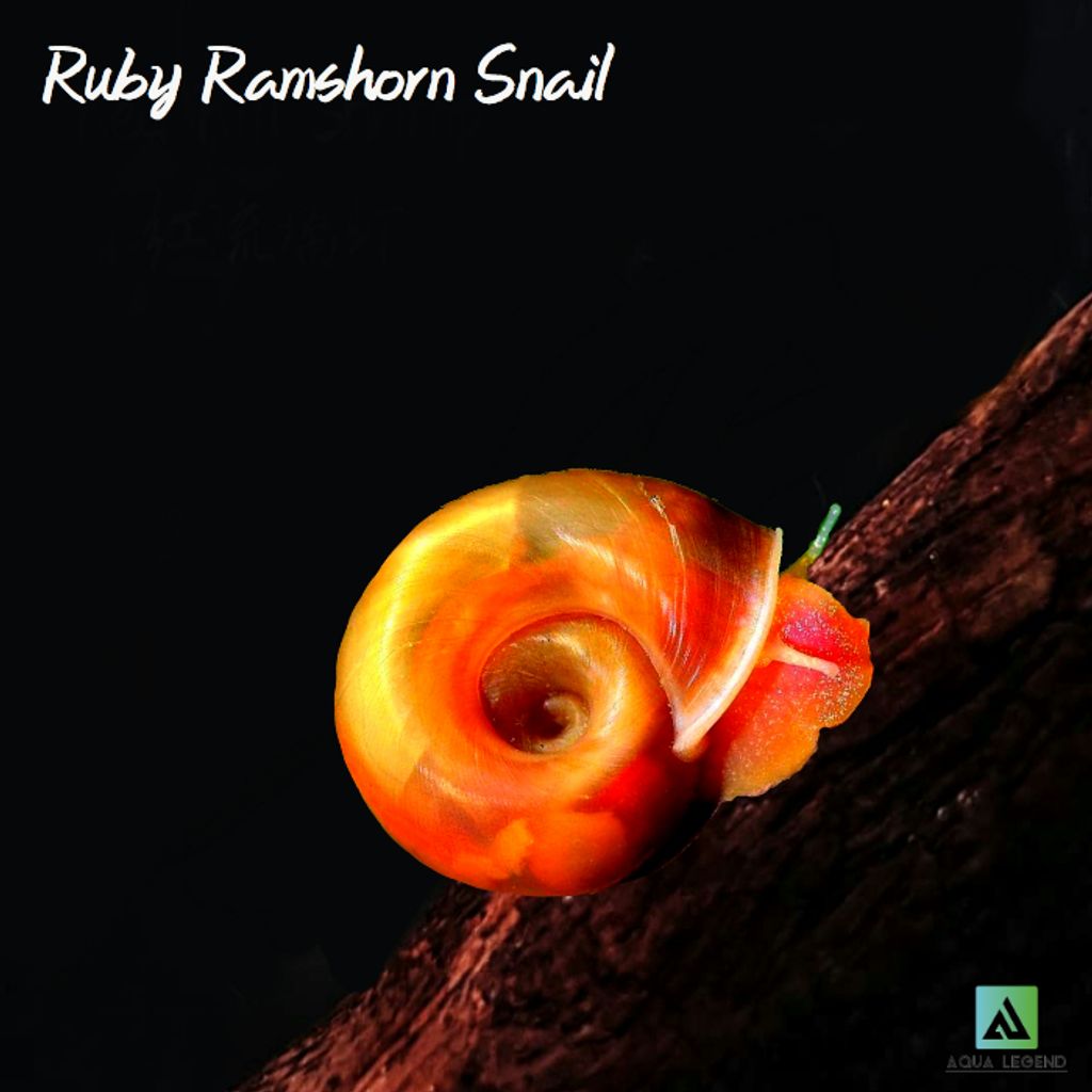 ruby ramshorm snail edited.jpg