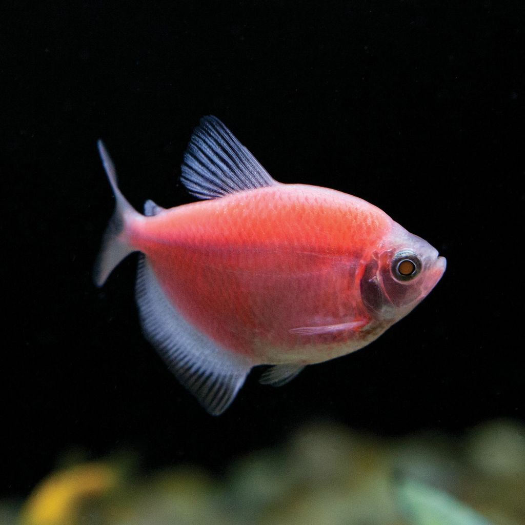 starfire red tetra.jfif