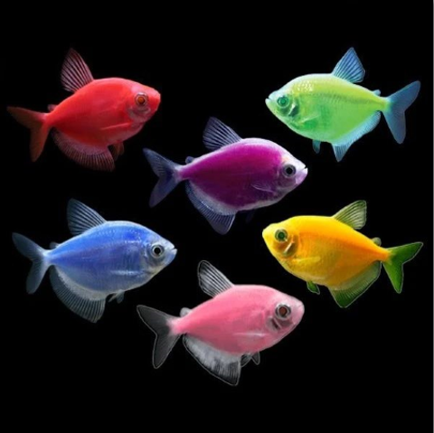 glofish.png