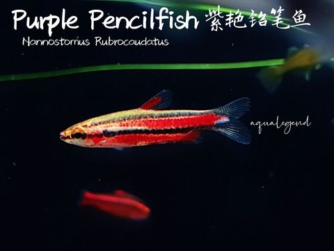 photo1665053515 (1)