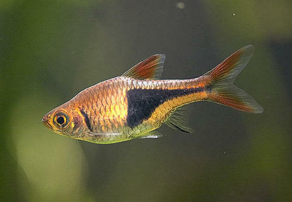 harlequin-rasbora-fish-500x500