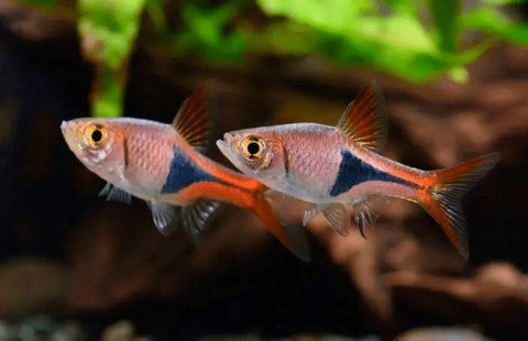 Harlequin-Rasbora