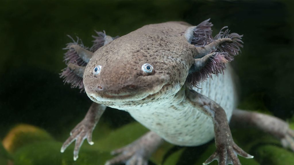 hero-axolotl