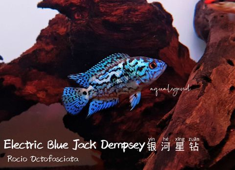 photo1673515461