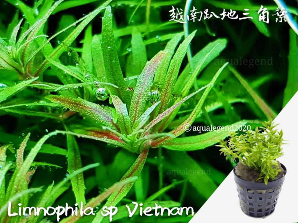 limnophila sp Vietnam