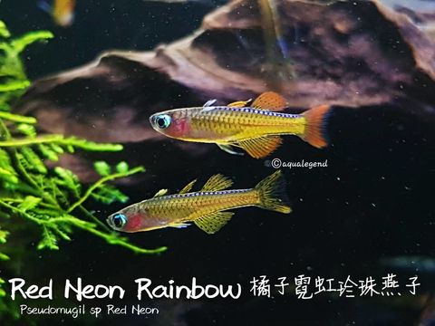 WhatsApp Image 2018-06-13 at 6.28.50 PM(1).jpeg