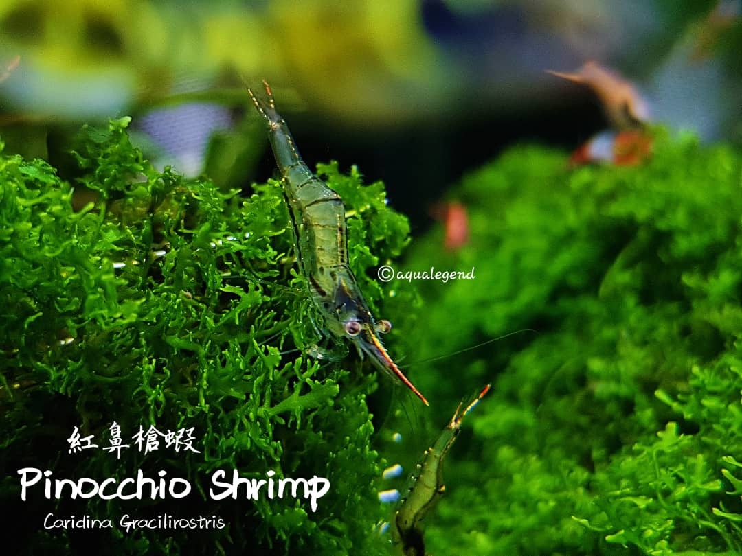 pinocchio shrimp 紅鼻蝦 aqua legend concept shop alcs