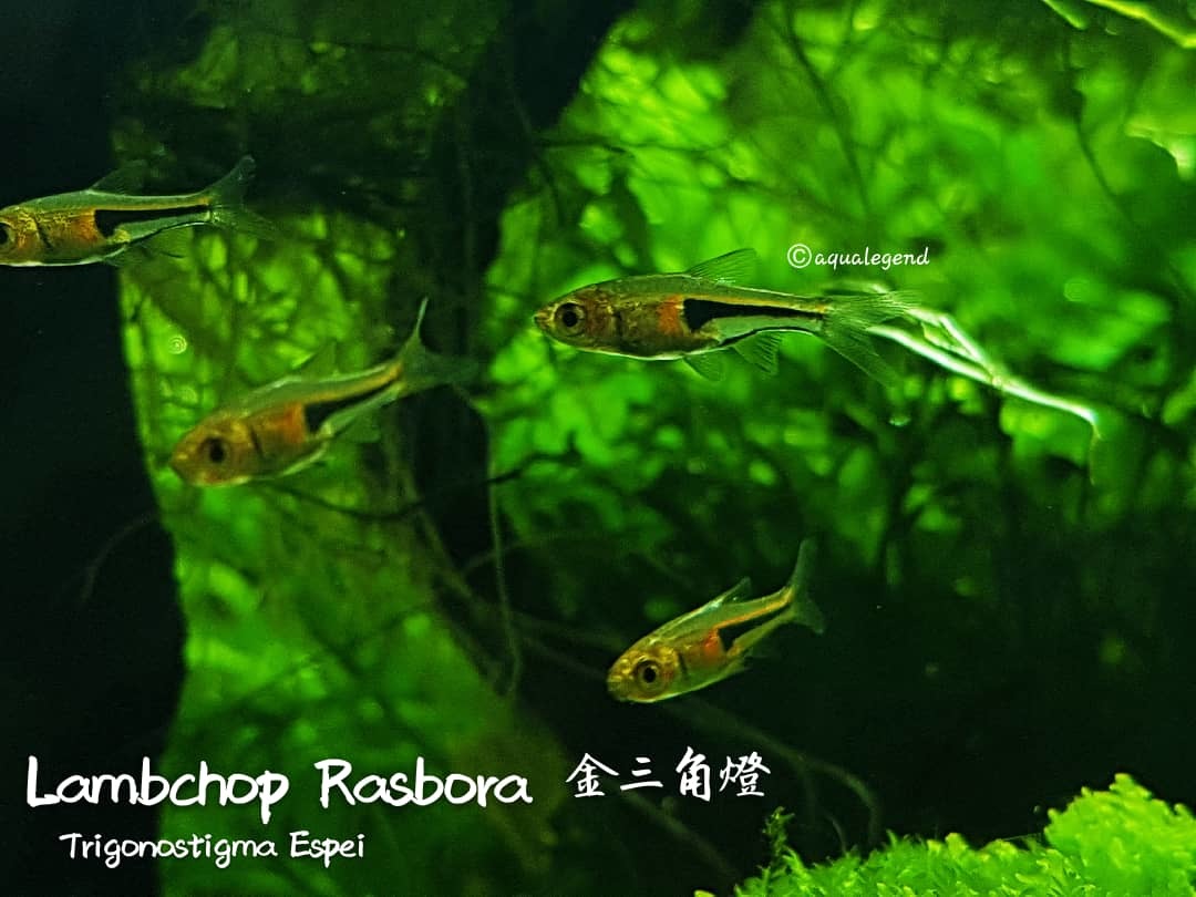 rasbora espei trigonostigma espei aqua legend concept shop alcs