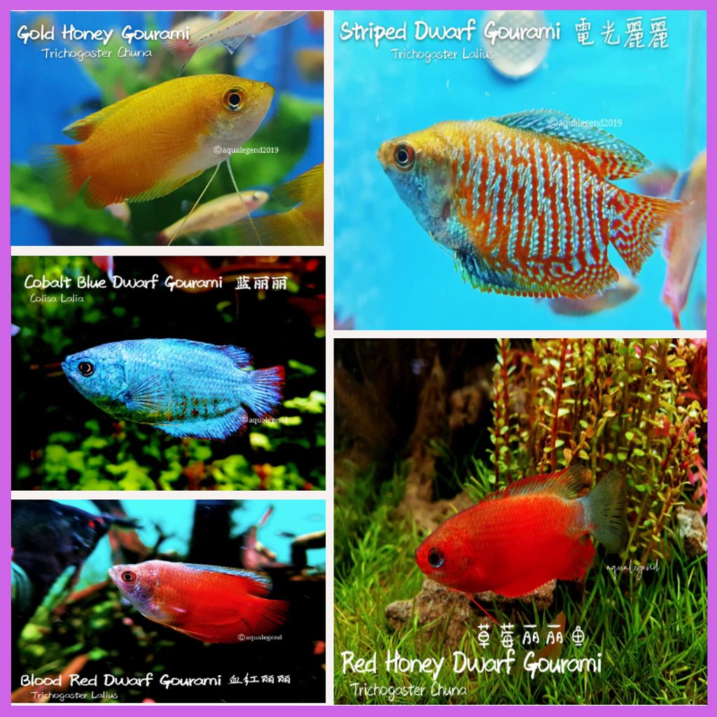 Dwarf Gourami