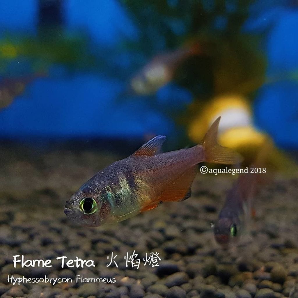 WhatsApp Image 2018-07-07 at 13.03.43.jpeg