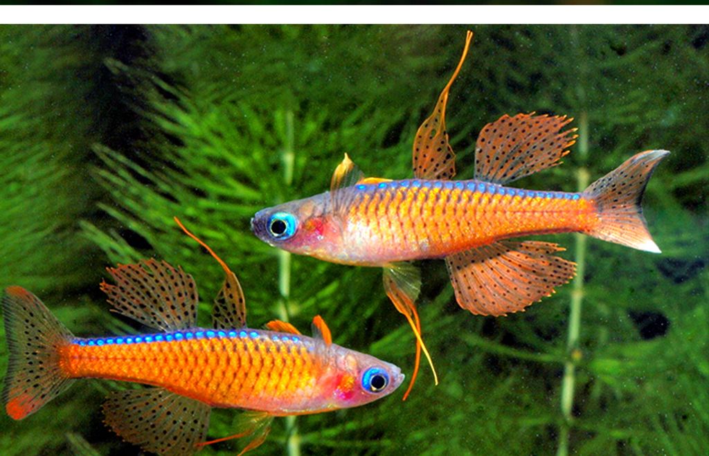 O1CN01LxRigr1Qaq9APjbvc_!!482901993