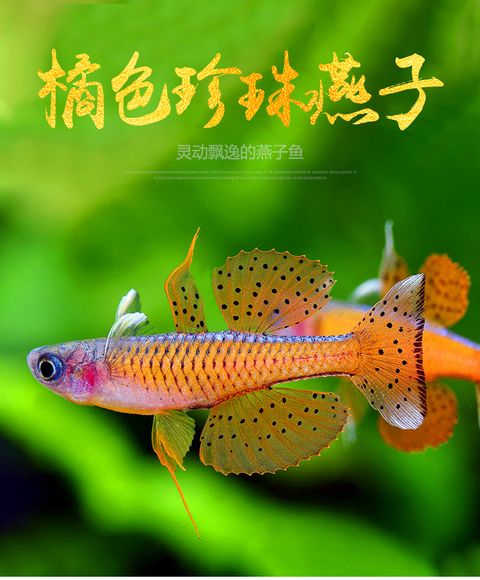 O1CN01Sl719T1Qaq962xQrw_!!482901993