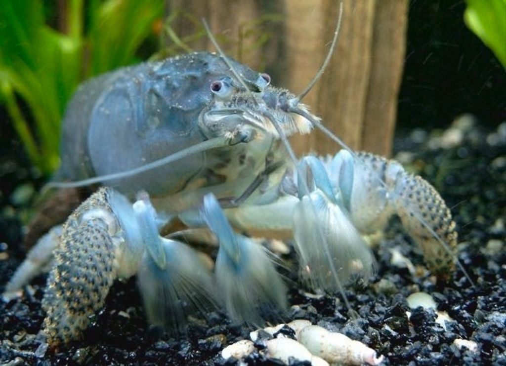 Vampire-shrimp-African-fan-shrimp-Atya-gabonensis