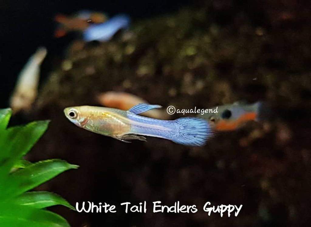 WhatsApp Image 2018-05-26 at 4.44.23 PM