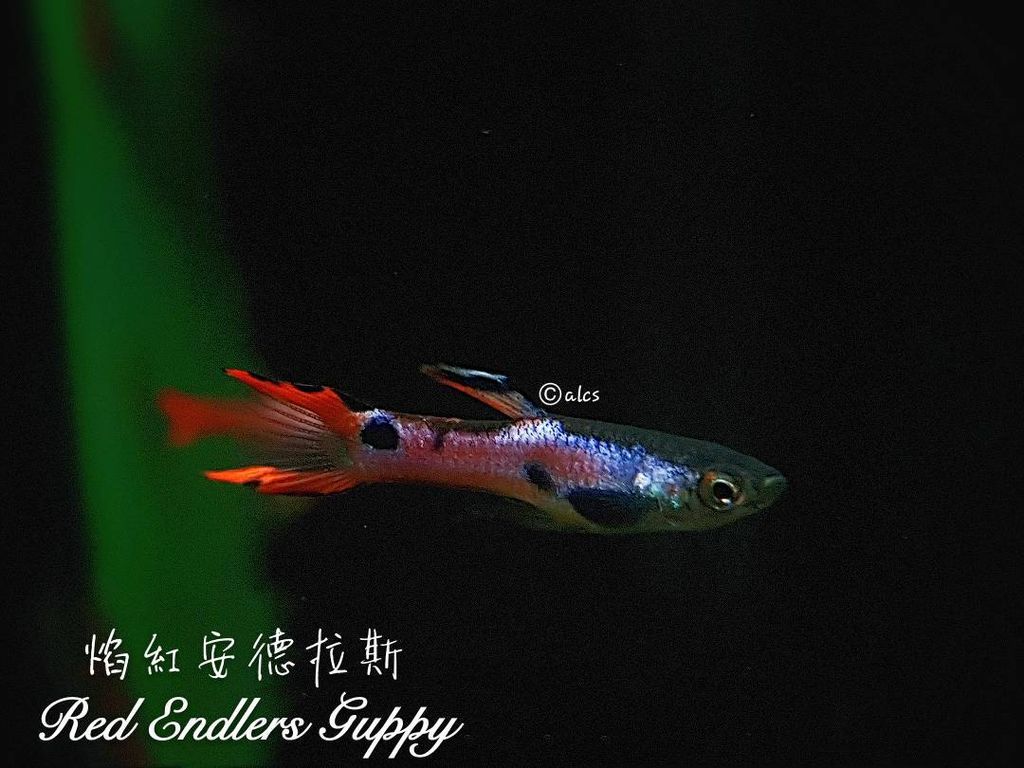 WhatsApp Image 2018-04-11 at 6.55.51 PM