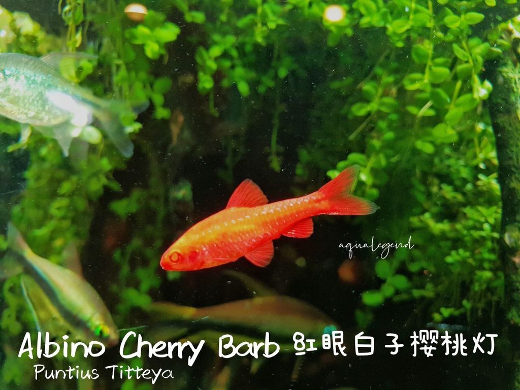 photo1688706081