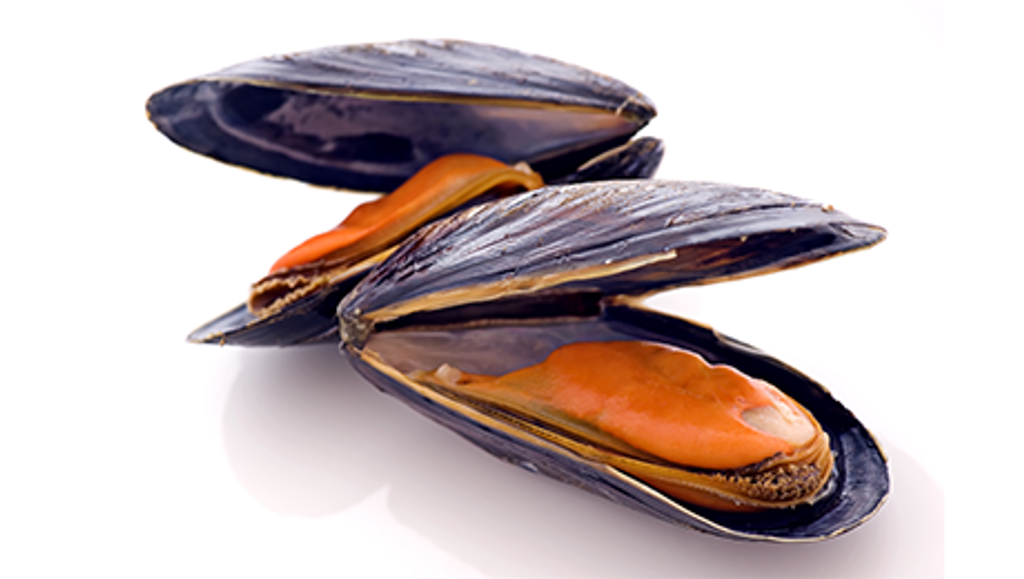 black mussel.png