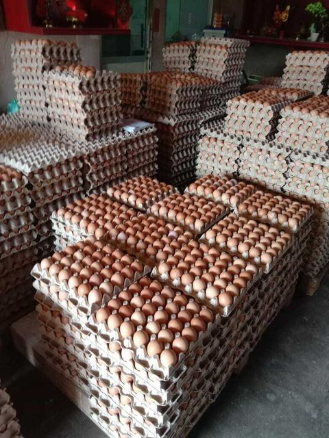 kampung egg