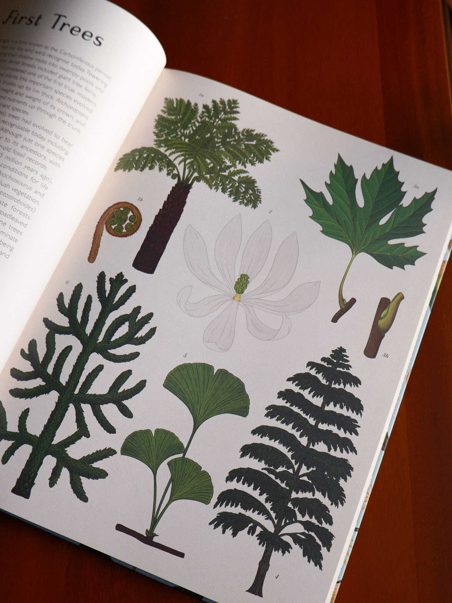 Arboretum 4
