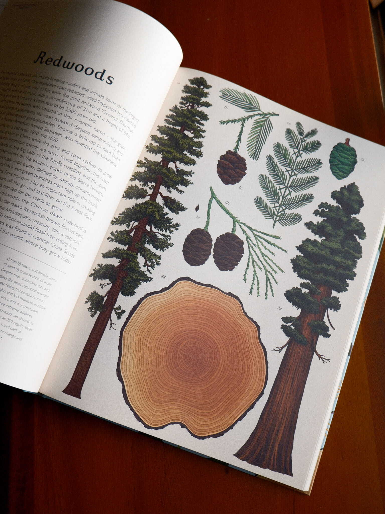 Arboretum 6