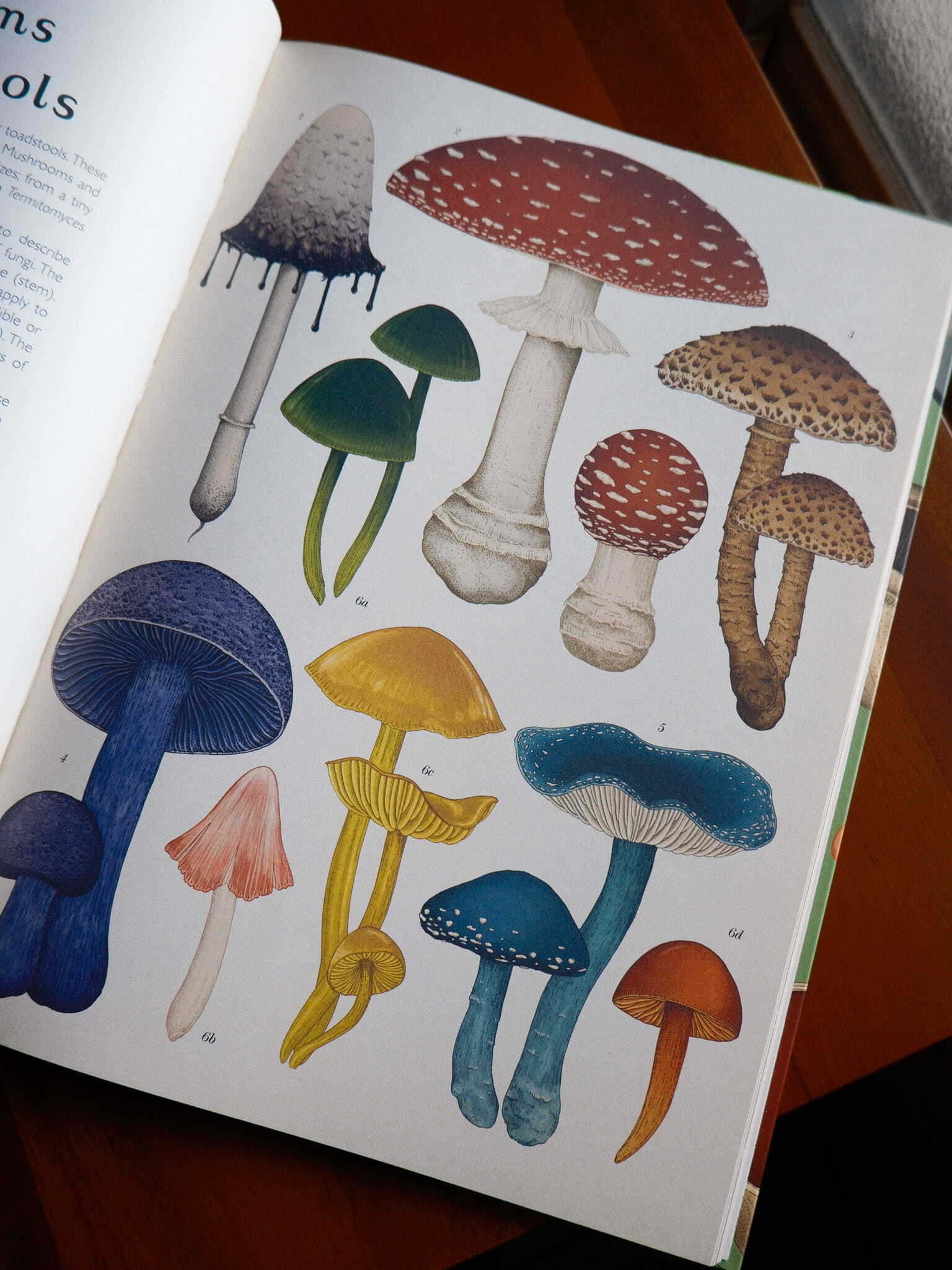 Fungarium 5